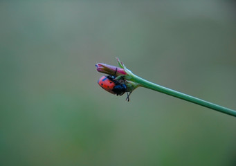 red beetle