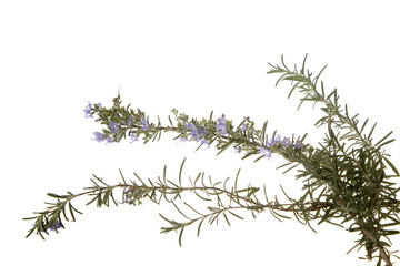 herb rosemary in bloom