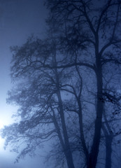 trees on a misty, winter evening