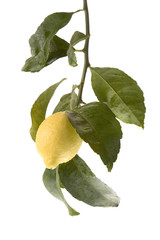 low hanging lemon