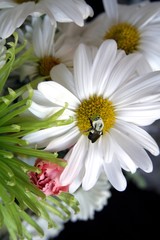 Obraz premium sign of spring