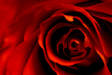 red rose iii