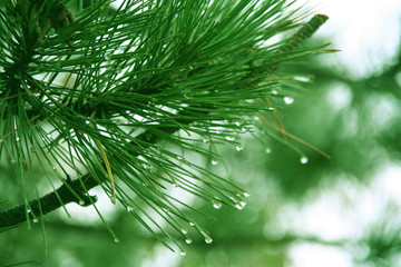 Obraz premium green fern branch with water dripping off it