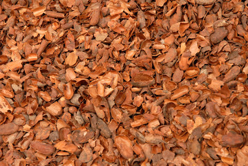 ecorces de cacao