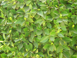 green fresh leaves close background