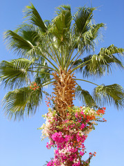 nature-scenery with palmtrees and flowers on blue sky