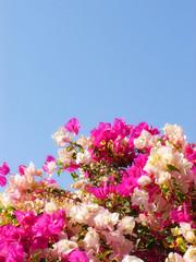white and rose flowers on background blue sky
