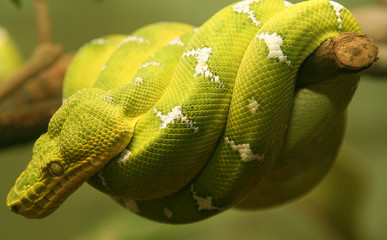 bright green neon snake coiled around branch