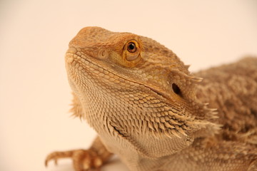 creepy lizard closeup