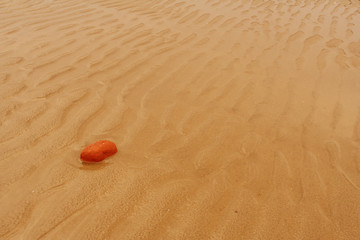 sand background with crab