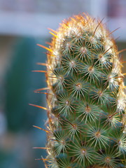kaktus nah aufnahme