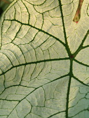 Obraz premium blatt nah aufnahme