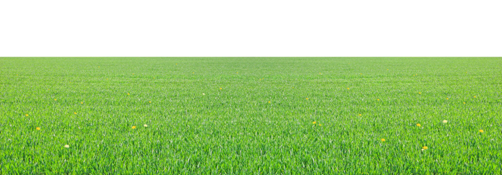 herbe au printemps