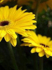 mageriten gerbera jamesonii