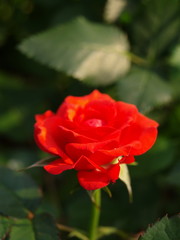 rote rose nah aufnahme