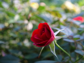 rote rose nah aufnahme