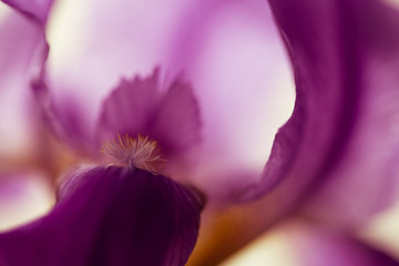 roze iris