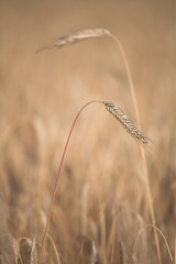 Obraz premium corn fleld