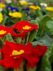 Fototapeta premium blumen fotografie geranie