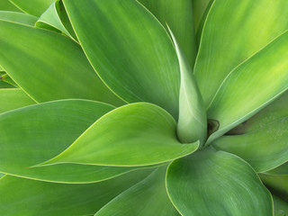 agave