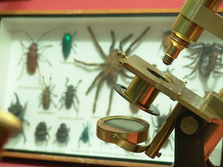 micro biological microscope with insects in the ba