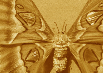 illustration of pretty monarch butterfly in sepia