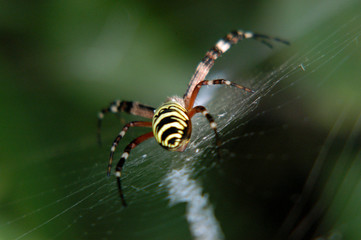 spider