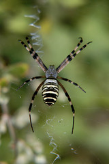 spider