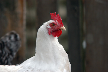 head of the white hen