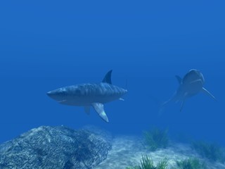 two sharks under water