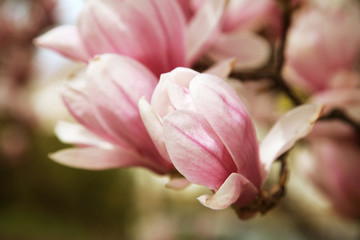 Fototapeta premium magnolia flowers