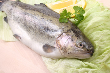 rainbow trout