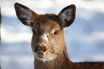 Obraz premium deer eat twig