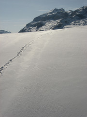 neve fresca