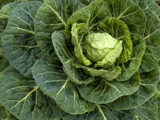 Fototapeta premium vegetables - organic _ brussels sprout