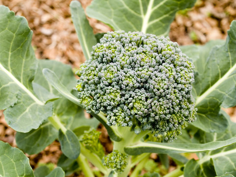 vegetables - organic _ broccoli