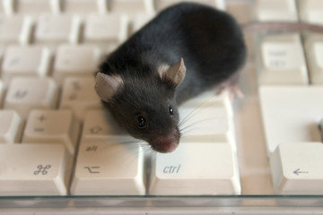 souris noire sur clavier blanc 3