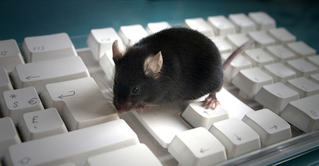 souris noire sur clavier blanc 4