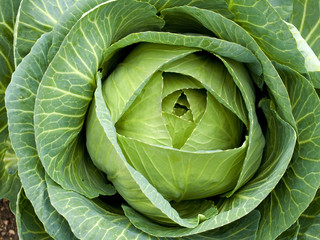 Fototapeta premium vegetables - organic _ cabbage