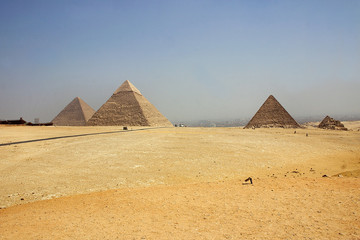 pyramids at giza - egypt - obrazy, fototapety, plakaty