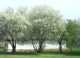 aple trees abloom
