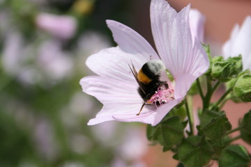 bumble bee