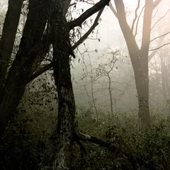 Foto op Plexiglas  mysterious forest © Alexander Gutkin