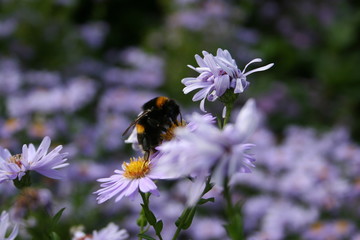 bumblebee on a flower