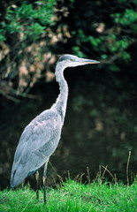 heron