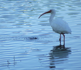 white ibis with a drop of water