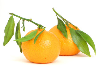 tangerines with leaves