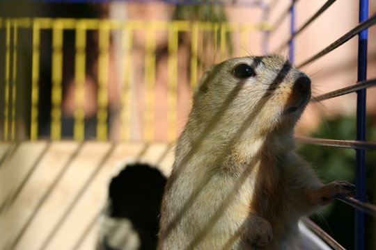 ardilla