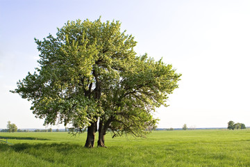wildbirne n°1