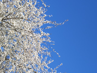 white blossoming cherry tree, cropped on left